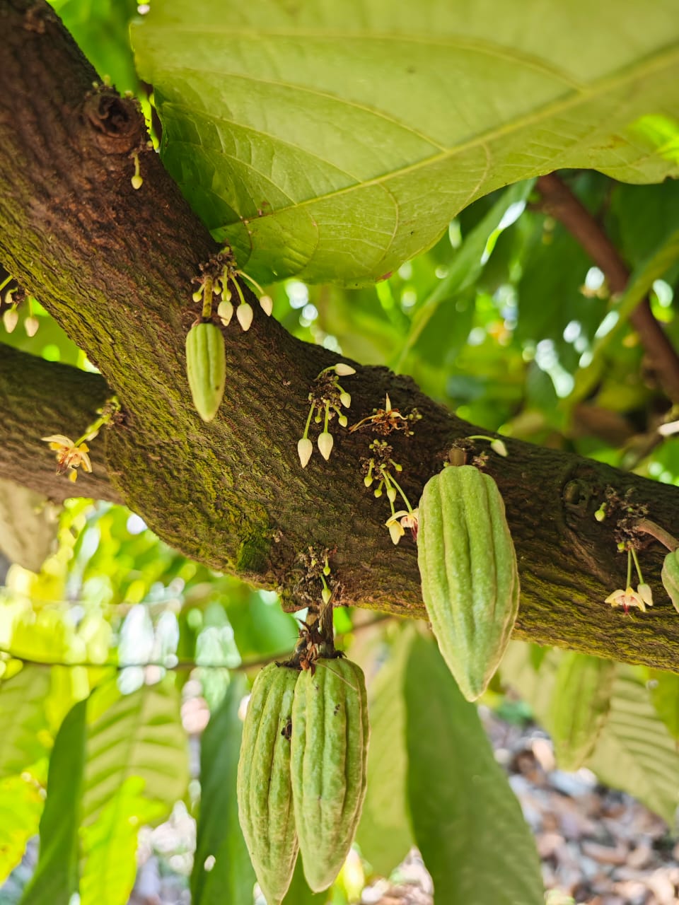 Flor de cacao en Tabasco